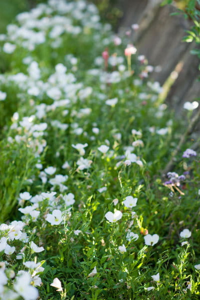 Flowers - Picture by Andrea Sproxton Photography