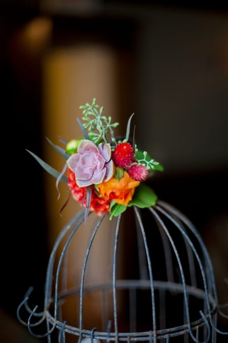 Succulents on top of bird cage - Picture by Rojo Foto Design