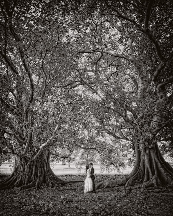 Bride and groom standing inbetween two trees - Picture by Jonas Peterson Photography