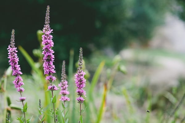 Purple flowers in field - Picture by McKinley-Rodgers Photography