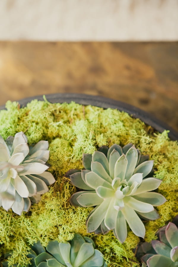 Succulents - Picture by onelove photography