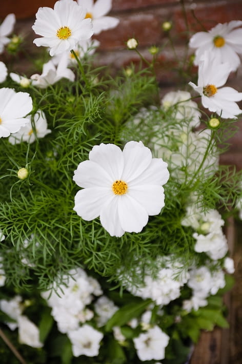 White flowers - A Beautiful Garden Party Wedding at Lains Barn