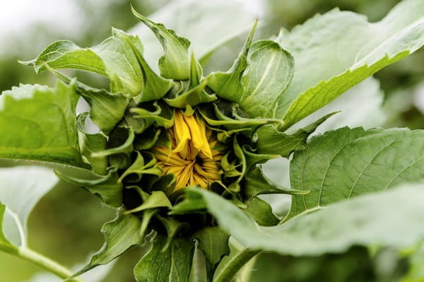 Closed sunflower