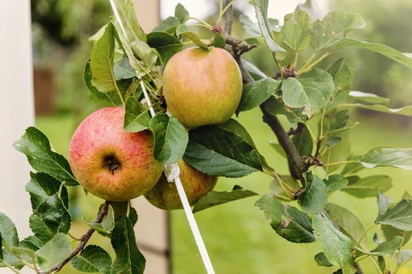 Apples on tree