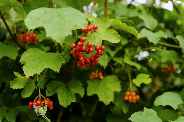 Berries