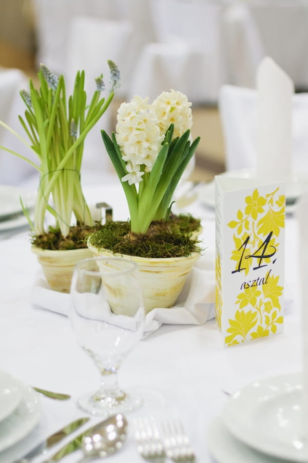 Pot plants on wedding table - A Spring Themed Wedding in Hungary