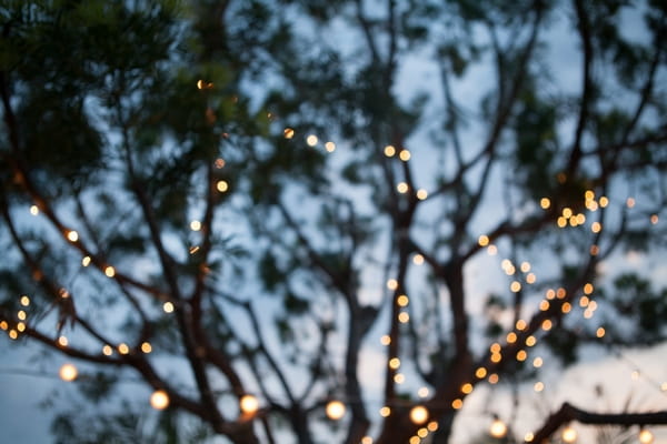 Lights in tree branches