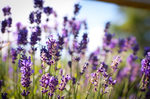 Purple flowers in field