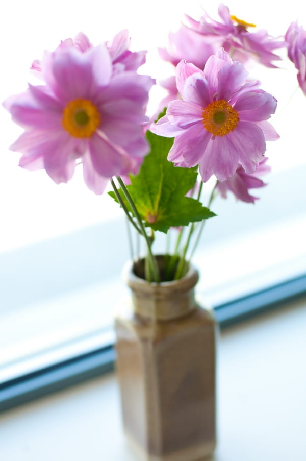 Purple flowers