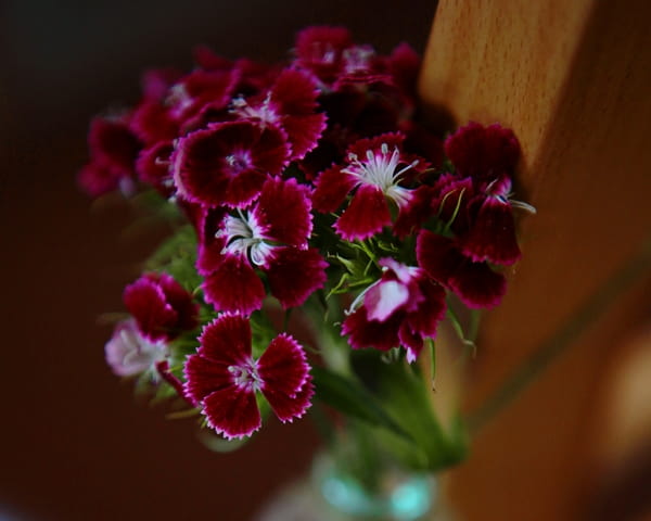 Purple flowers