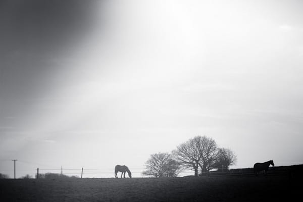 Horse in field