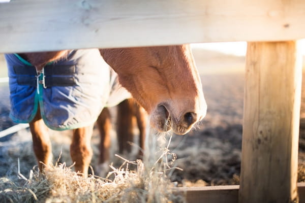 Horse eating hay