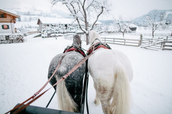 Horses pulling carriage