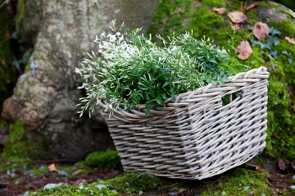 Basket of foliage