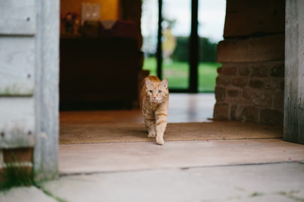 Ginger cat