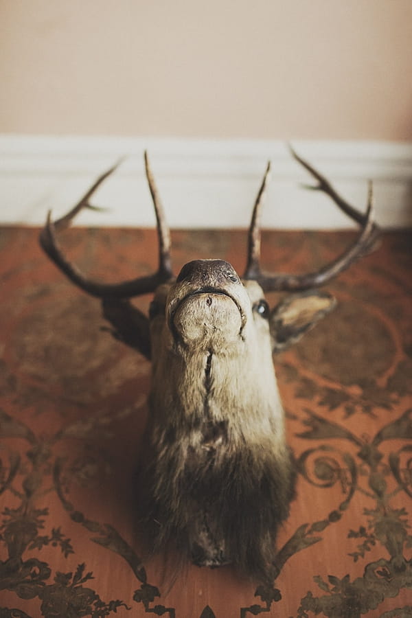 Stag head on wall