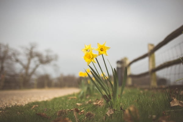 Daffodils