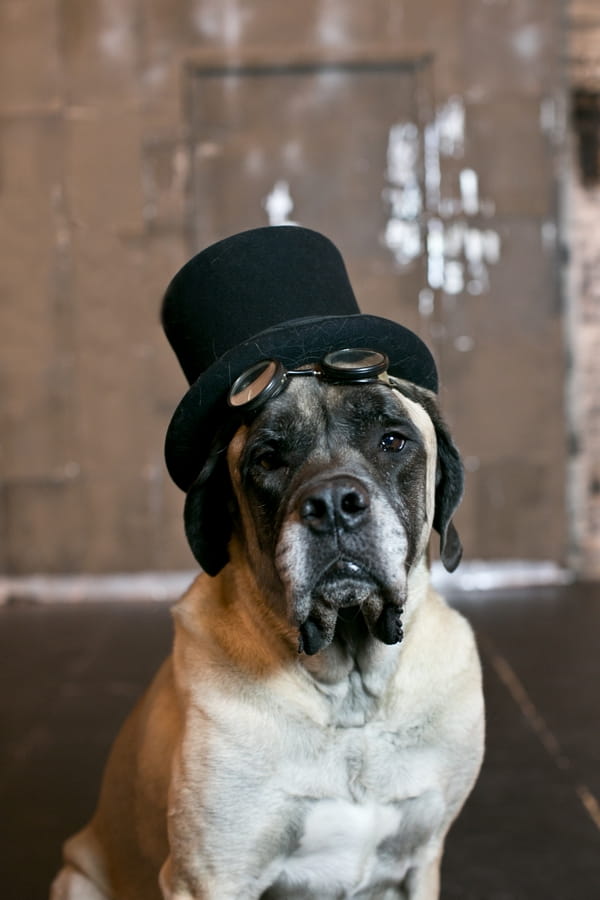 Dog with top hat on