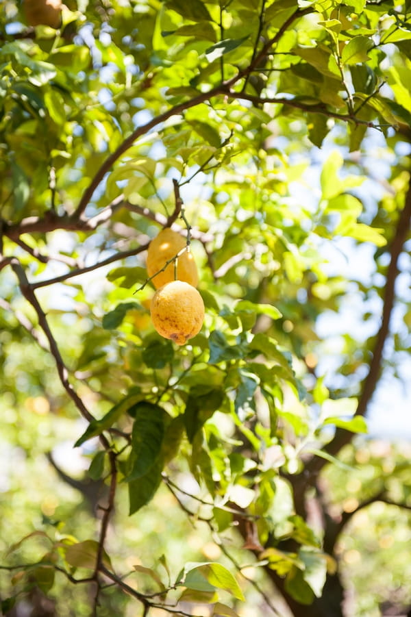 Lemon trees