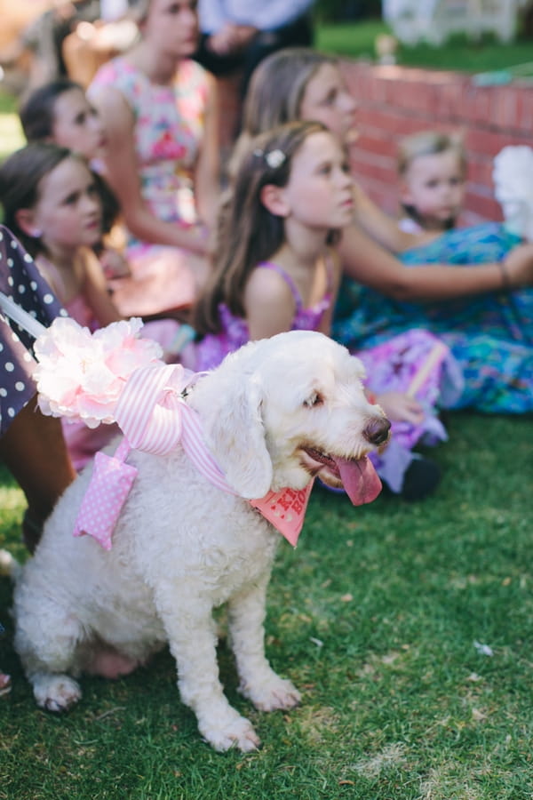 Dog at wedding