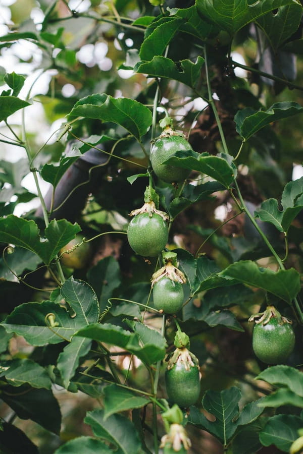 Fruit tree