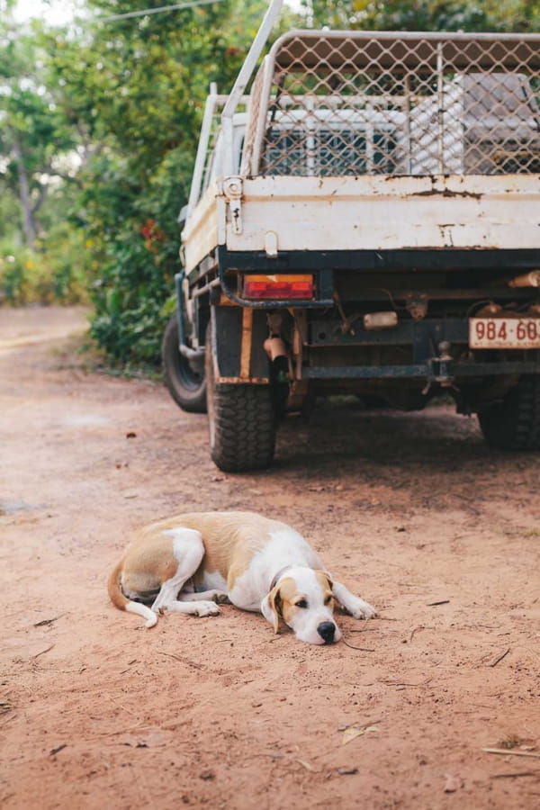 Dog laying down