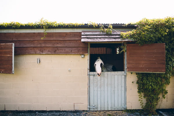 Horse in stable