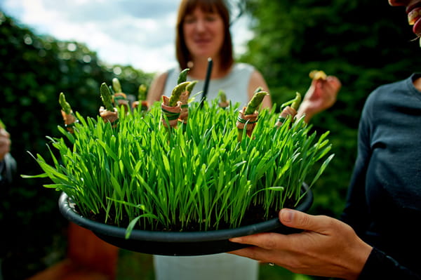 Canapes in grass