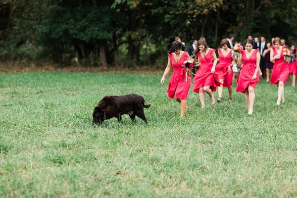 Bridesmaids in pink dresses walking across field with dog