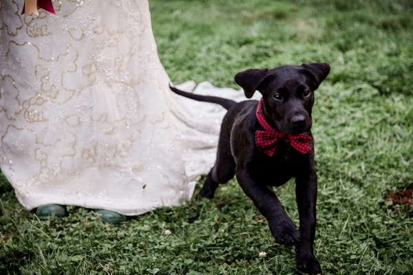 Dog running away