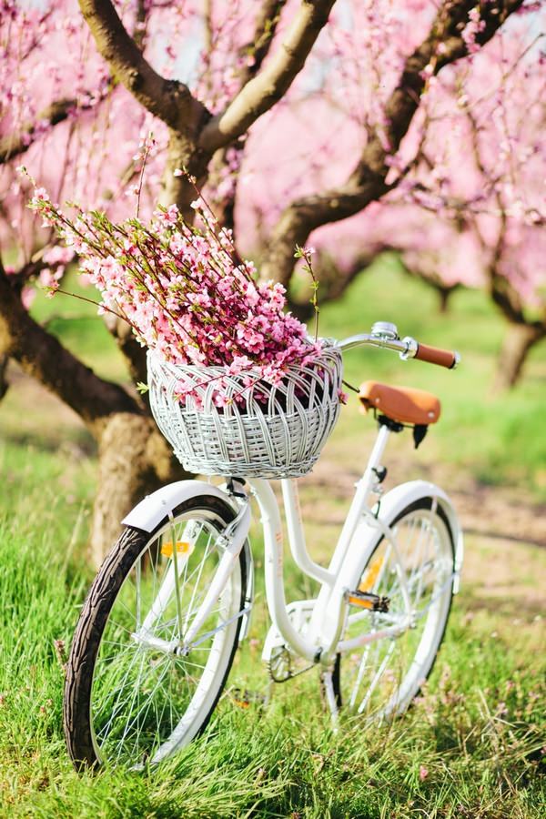 Vintage bicycle with basket full of pink flowers