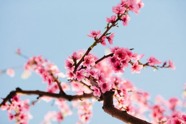 Pink blossom on tree branch