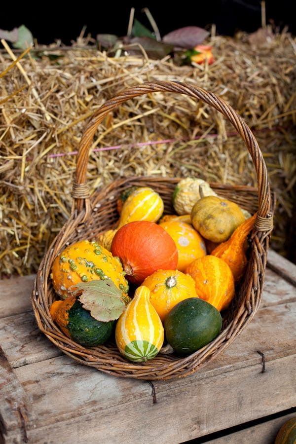 Basket of squash