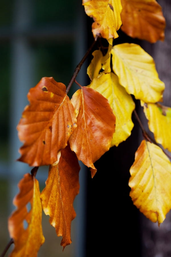 Autumn leaves