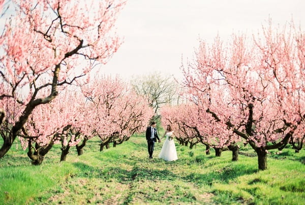 Bride and groom walking past trees covered in blossom