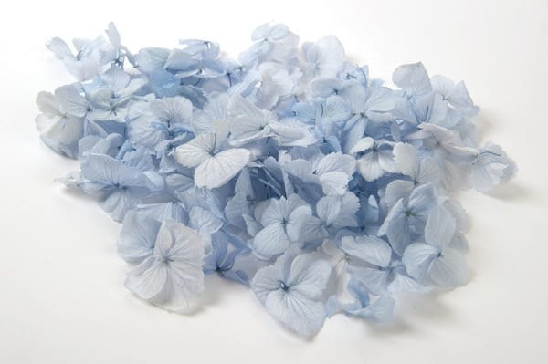 Duckegg Confetti from Shropshire Petals