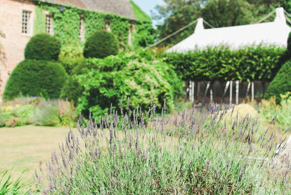 Lavender at Narborough Hall Gardens