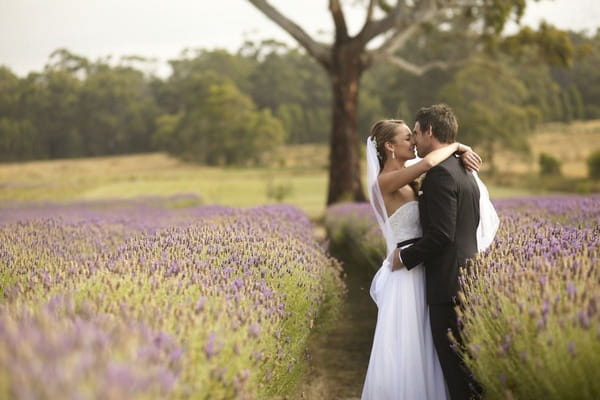 Bride and groom kissing in field of lavender