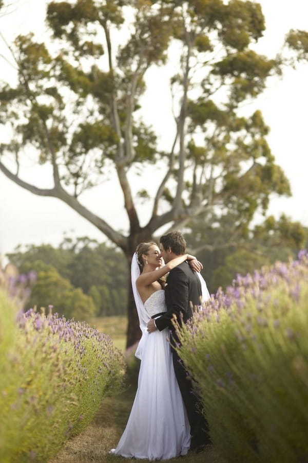 Bride and groom kissing in front of tree in lavender field