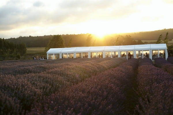 Wedding marquee in lavender field