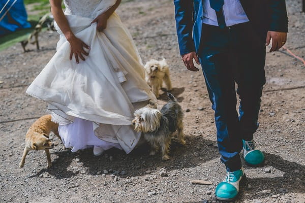 Bride and groom walking dogs