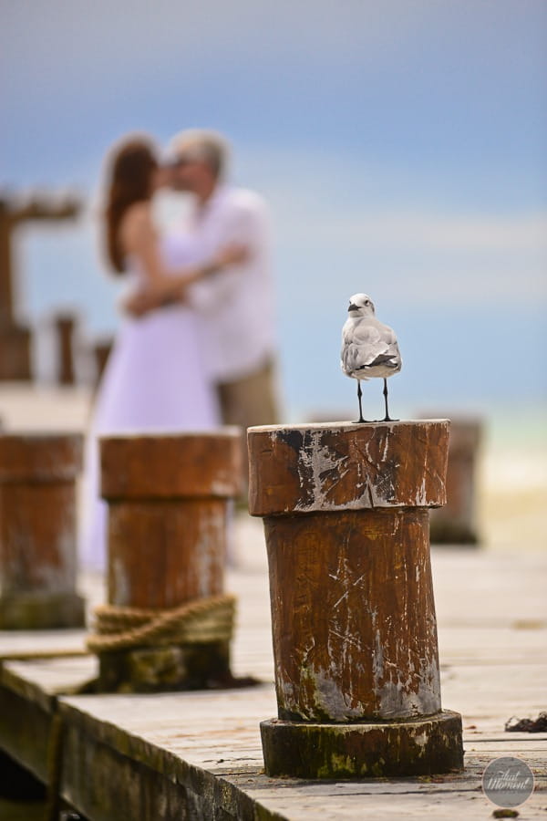 Bird on pillar with bride and groom kissing in background