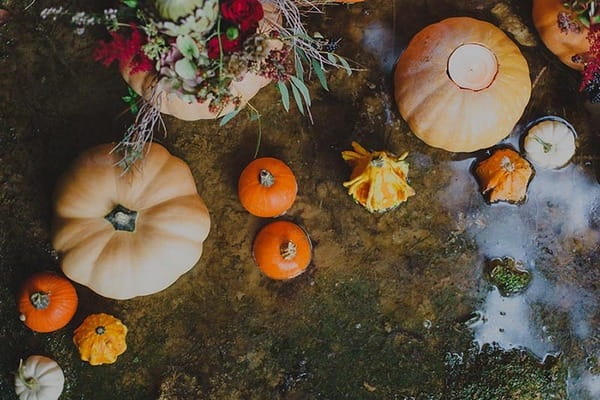 Pumpkins and squashes on ground