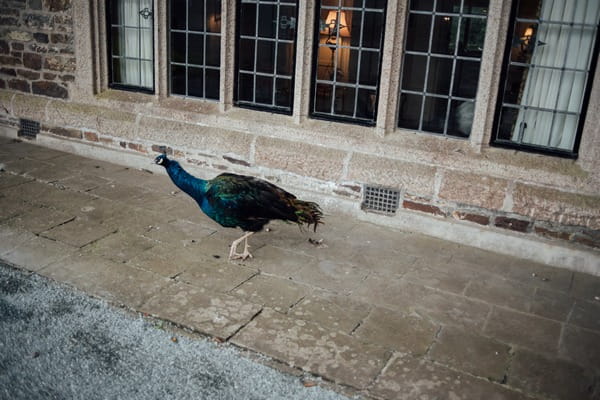 Peacock outside Coombe Trenchard