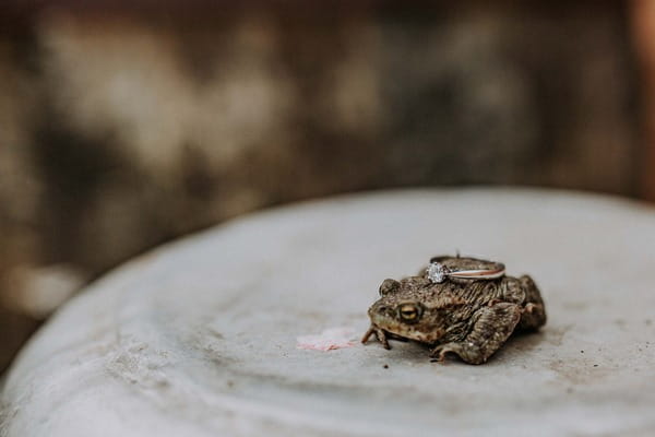 Toad with wedding ring on its back - Picture by Shoot It Momma