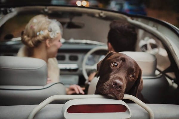 Dog looking out the back of wedding car - Picture by Mark Tattersall Photography