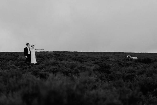 Bride and groom in field pointing at sheep - Picture by Scuffins & Scuffins
