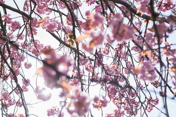 Blossom in tree