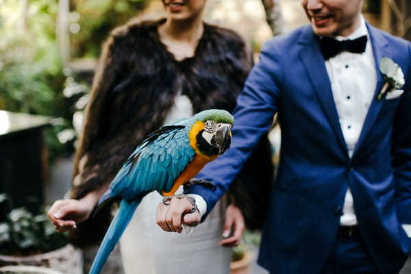 Parrot on groom's hand