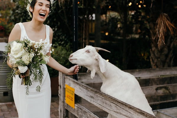 Bride laughing next to goat